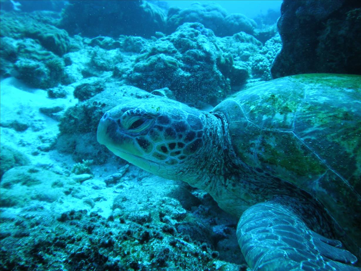 Nice Turtle