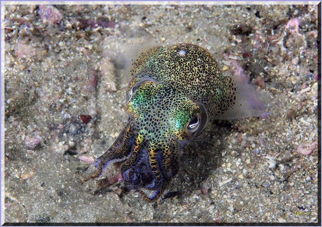 Dumpling Squid at Bare Island