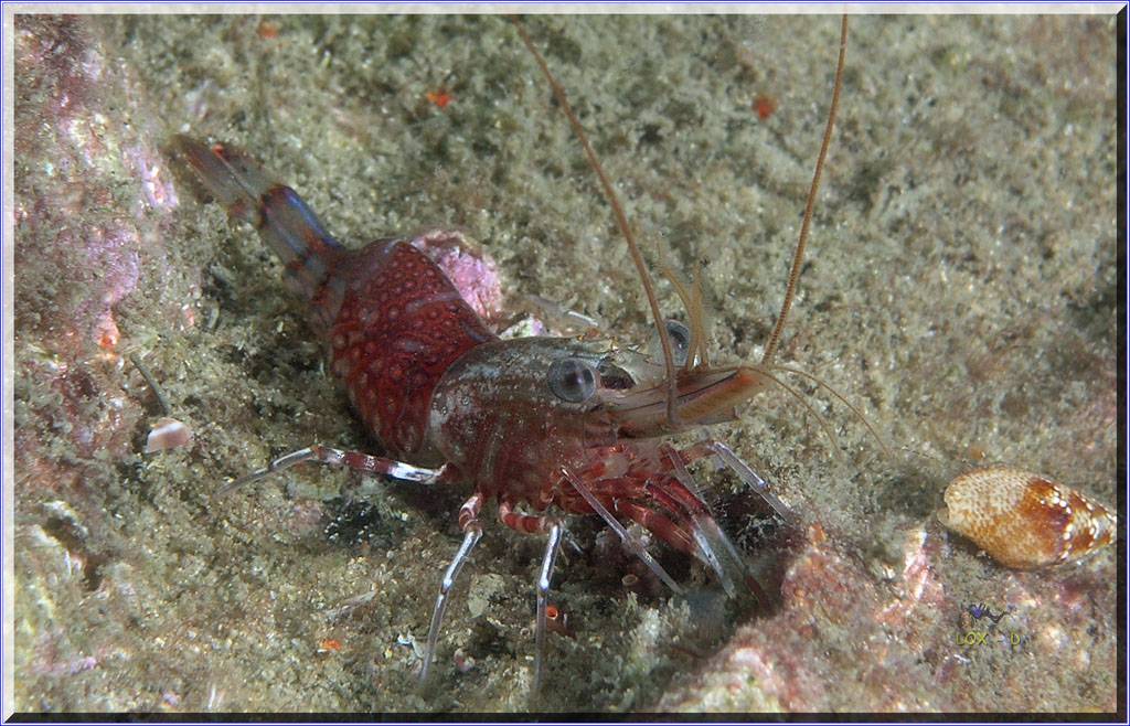 Shrimp at Bare Island