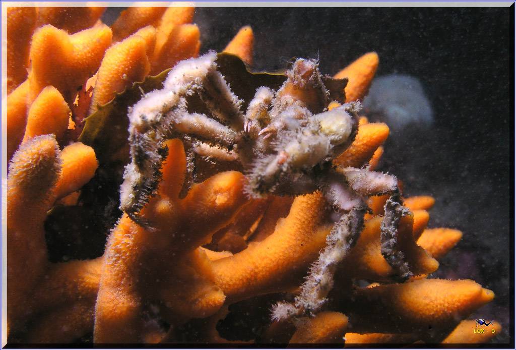 Crab at Bare Island