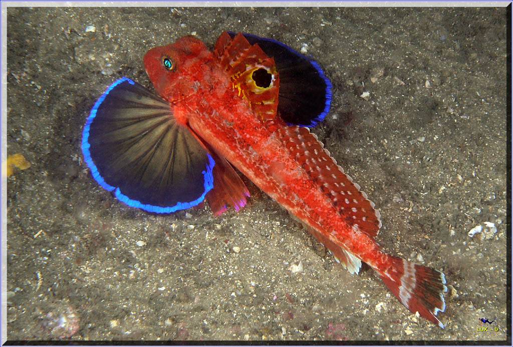 Spiny Gurnard at Bare Island