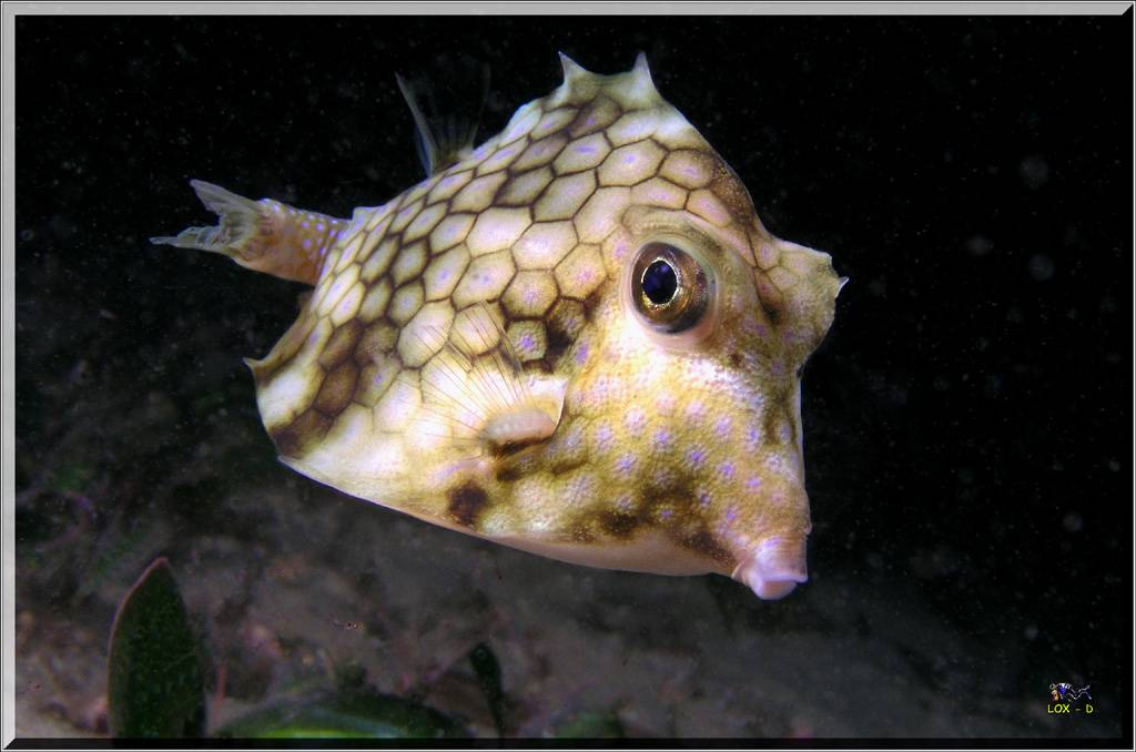 Turretfish at Yarra Bay