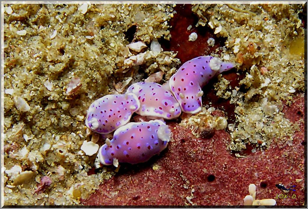 Baby Nudis at Oak Park