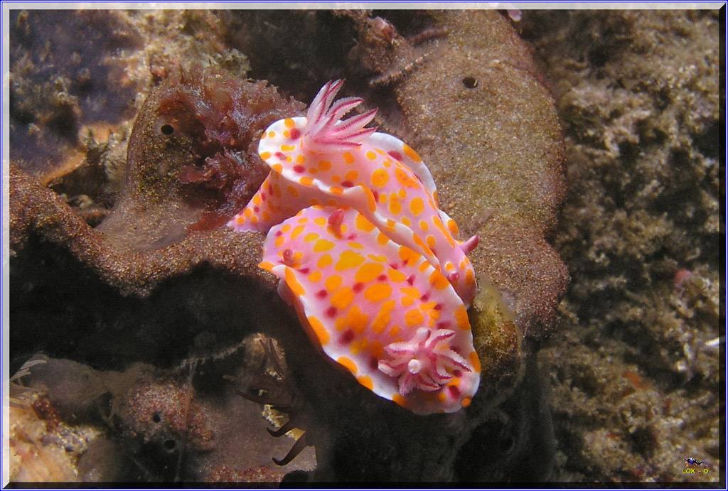 16104 Nudis at Kurnell