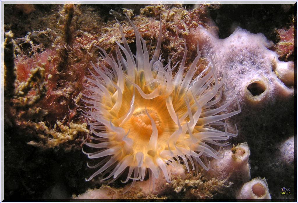 17104 Anenome at Kurnell