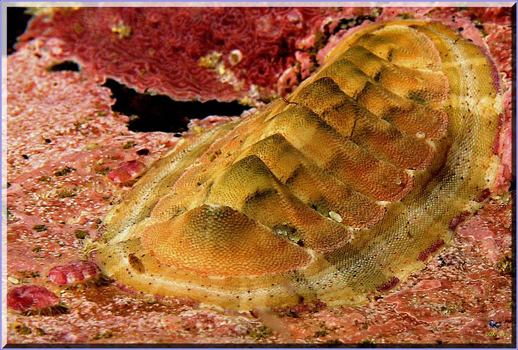 Chiton at Bondi