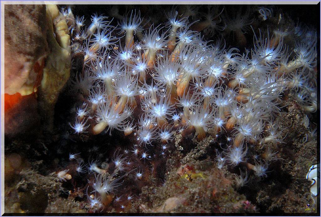 Tiny Anenomes at Bare Island
