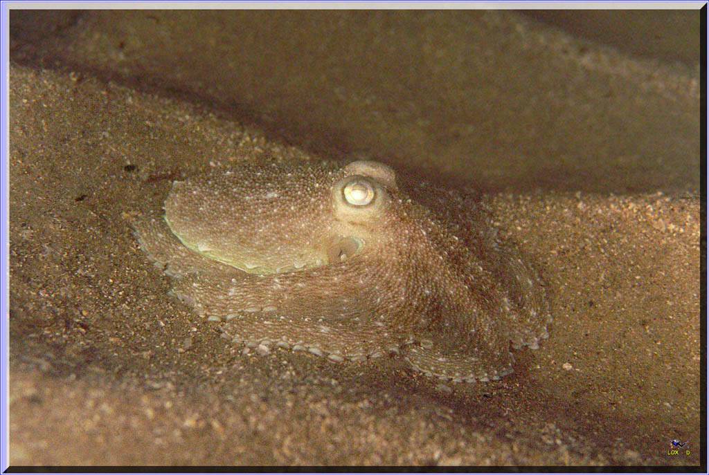 Octopus Berrima at BB Container Wall