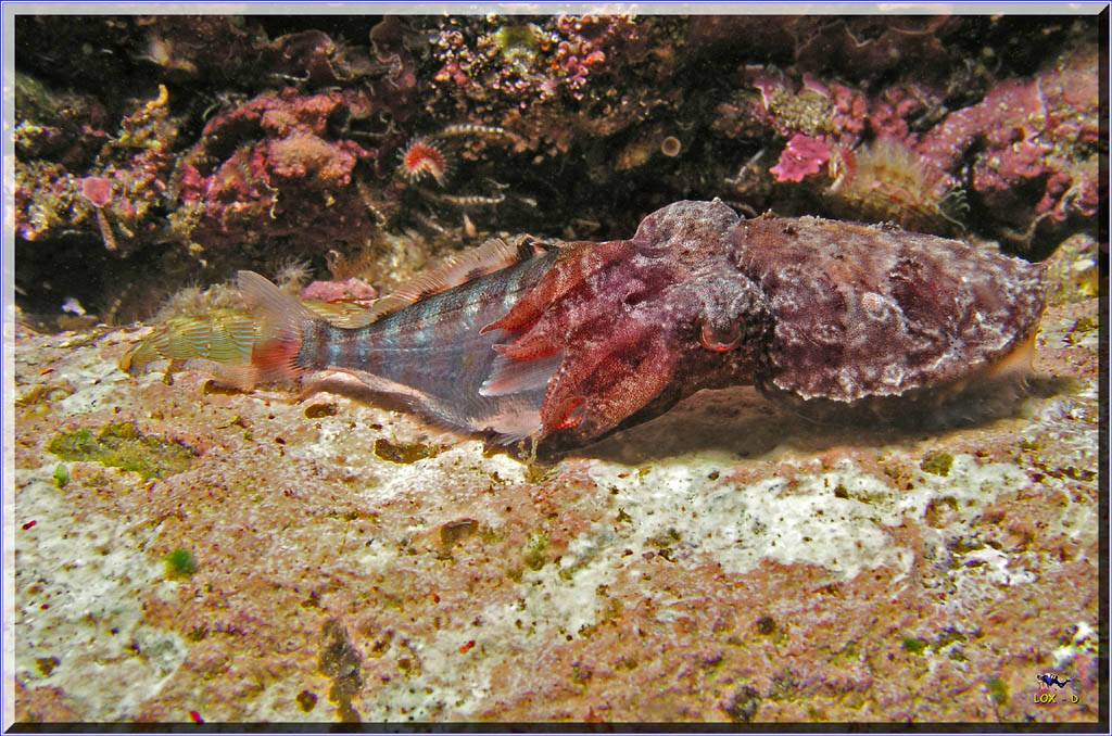 Cuttlefish feeding at Bare Island