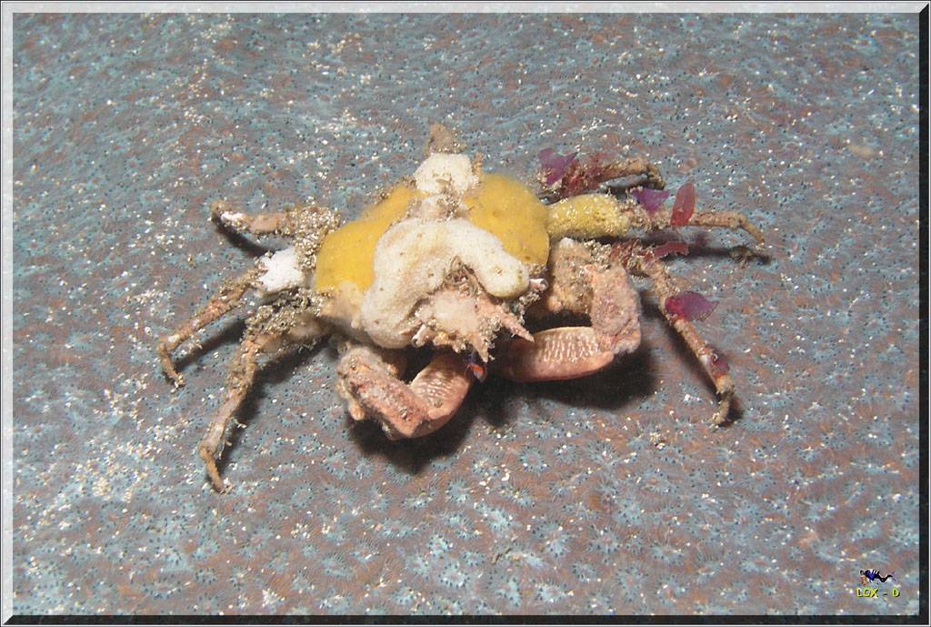 Decorator Crab at Bare Island