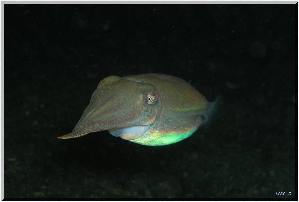 Night ime Cuttle at Bare Island