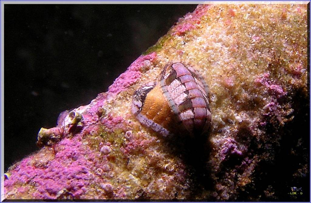 Anenome at Kurnell