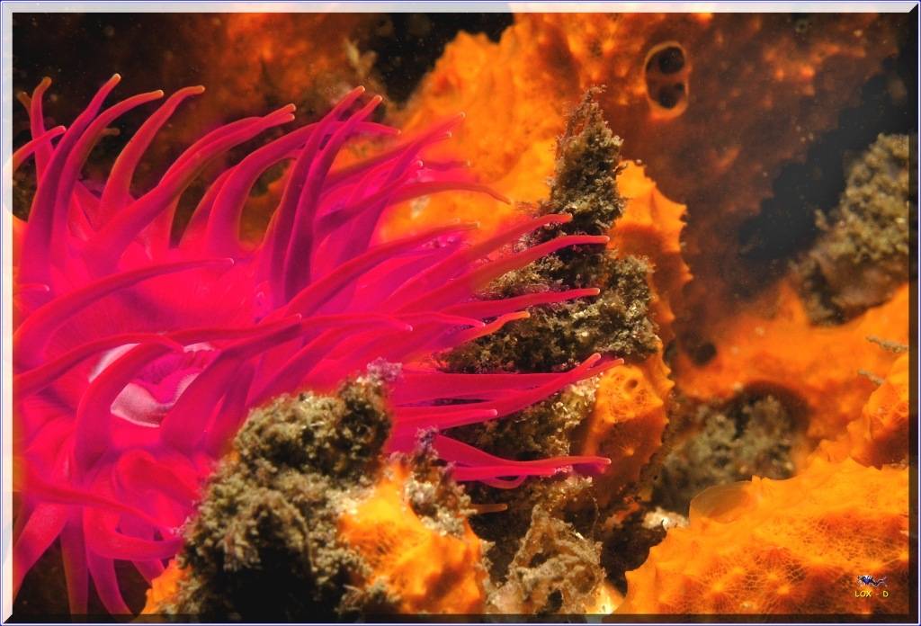 Anenome at Kurnell