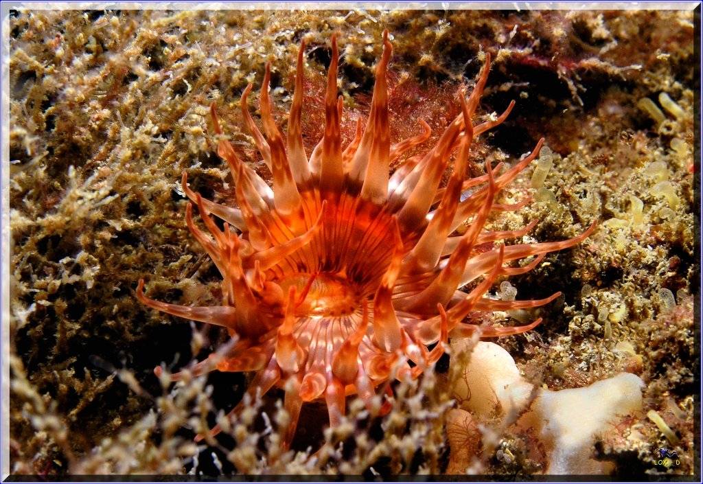 Anenome at Kurnell
