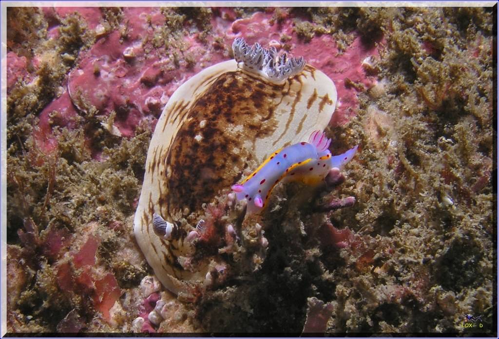 Closer Scorpionfish at Bare Island