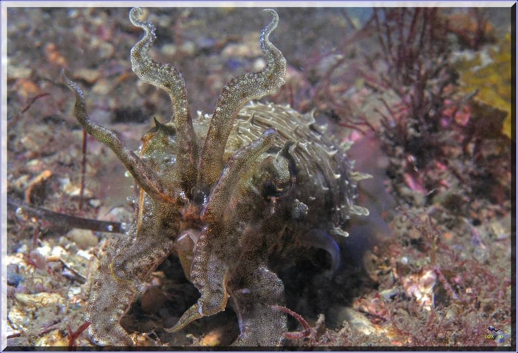 Closer Scorpionfish at Bare Island