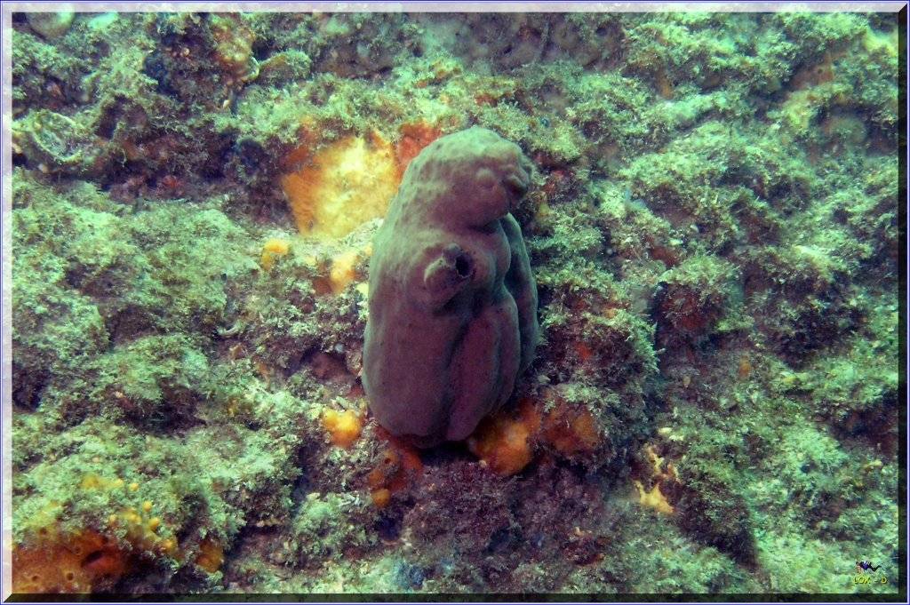 Rae Koala Sponge at Shiprock
