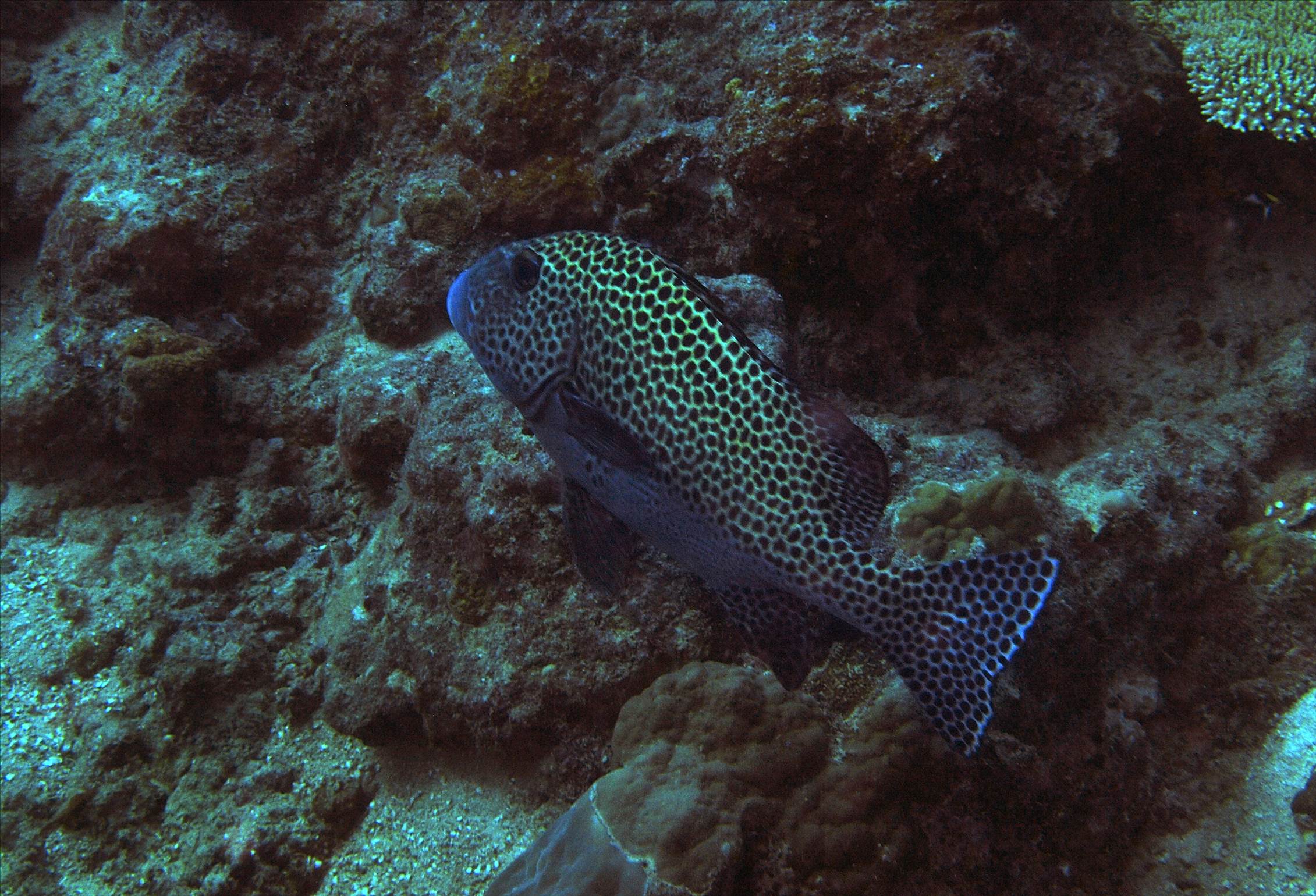 LoxPix Sub-Aqua shot