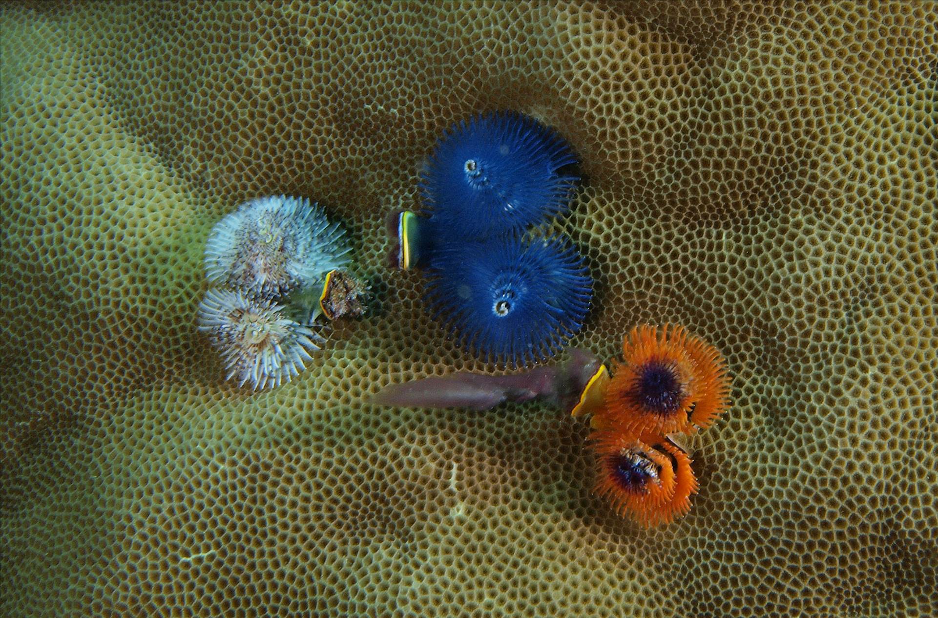 LoxPix Sub-Aqua shot