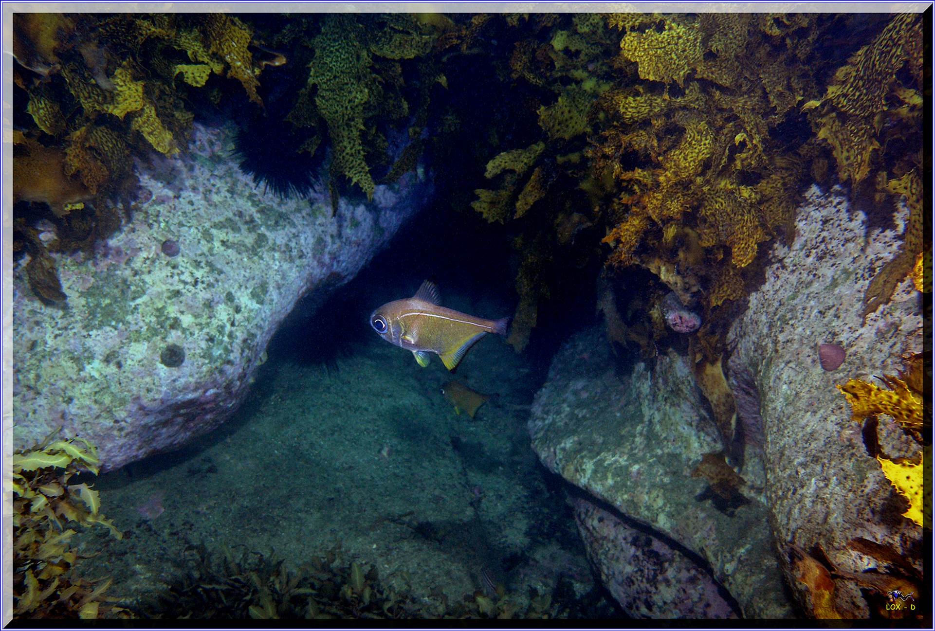 LoxPix Sub-Aqua Image
