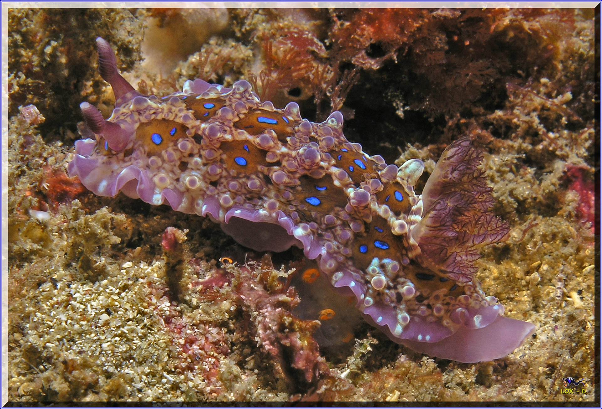 LoxPix Sub-Aqua Image
