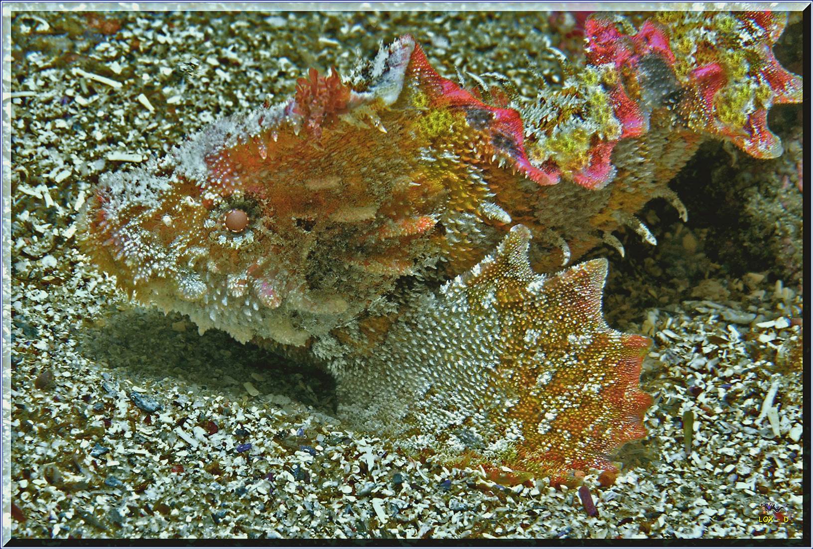 LoxPix Sub-Aqua Image