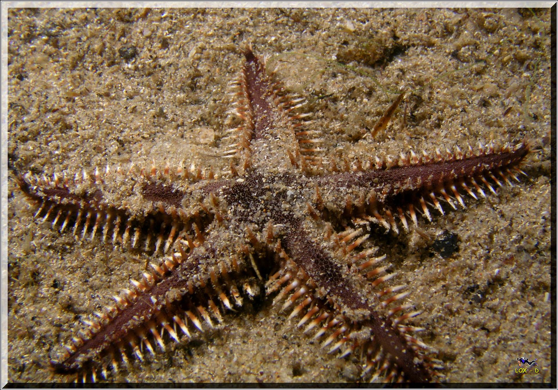 LoxPix Sub-Aqua Image