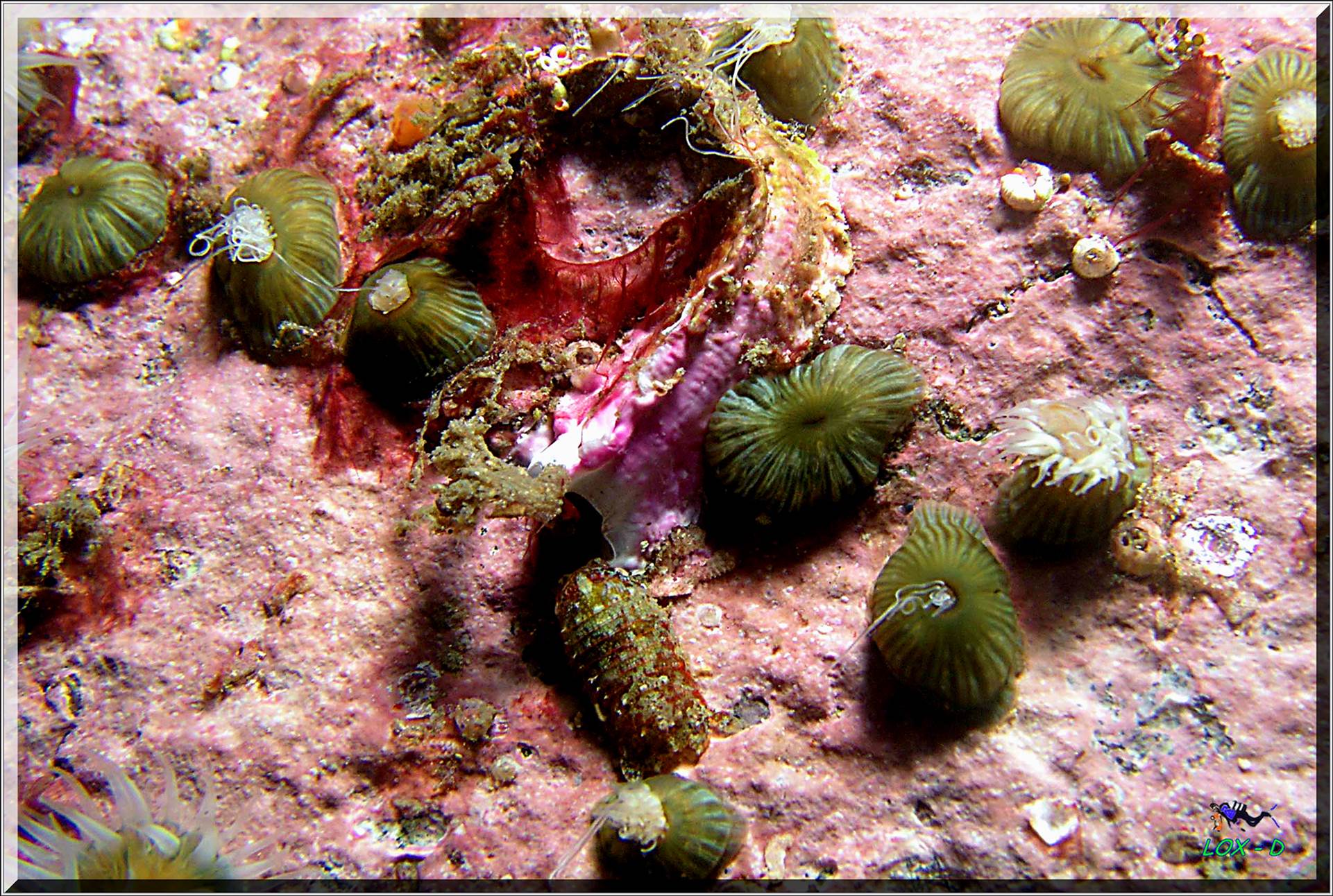 LoxPix Sub-Aqua Image