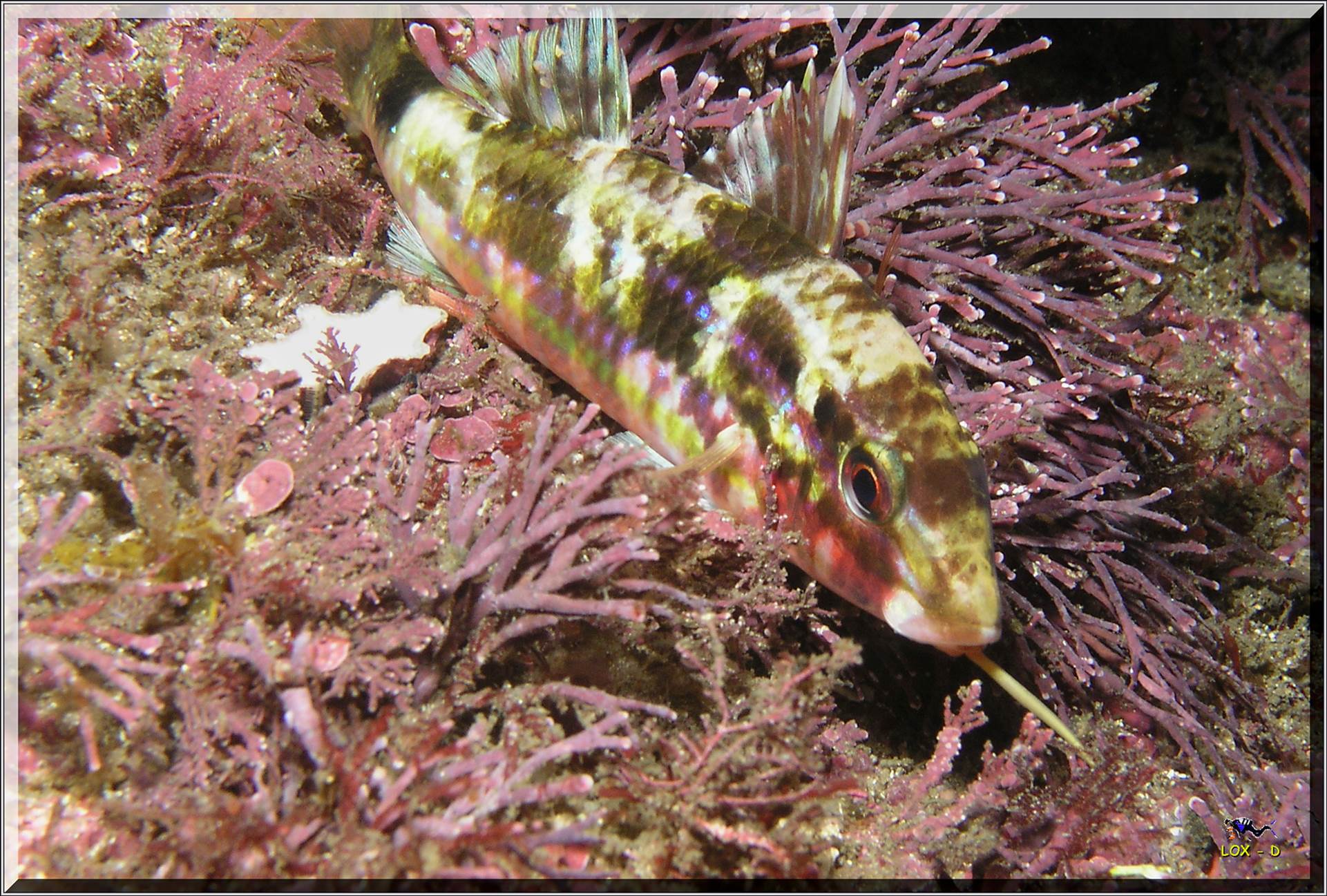 LoxPix Sub-Aqua Image