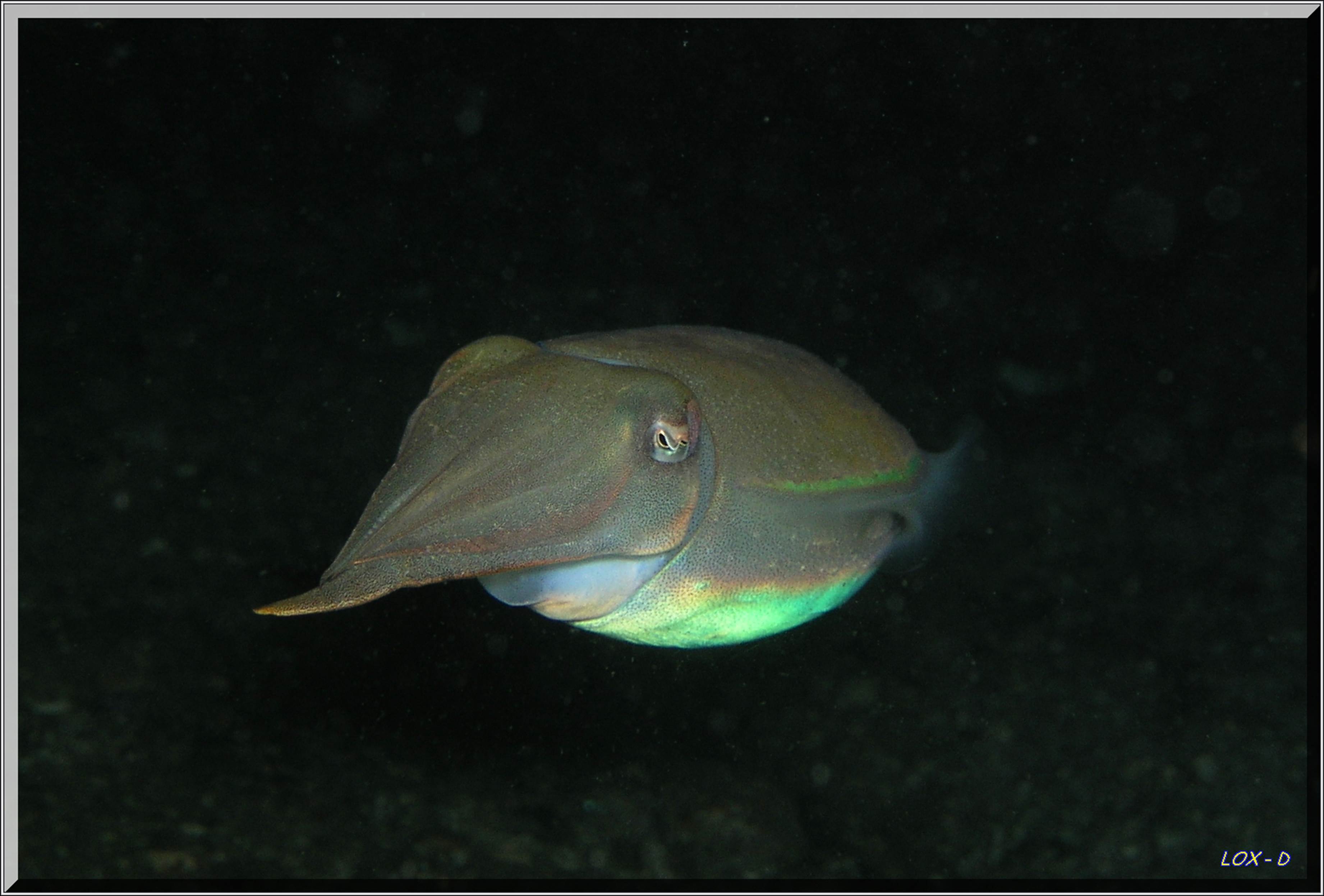 LoxPix Sub-Aqua Image