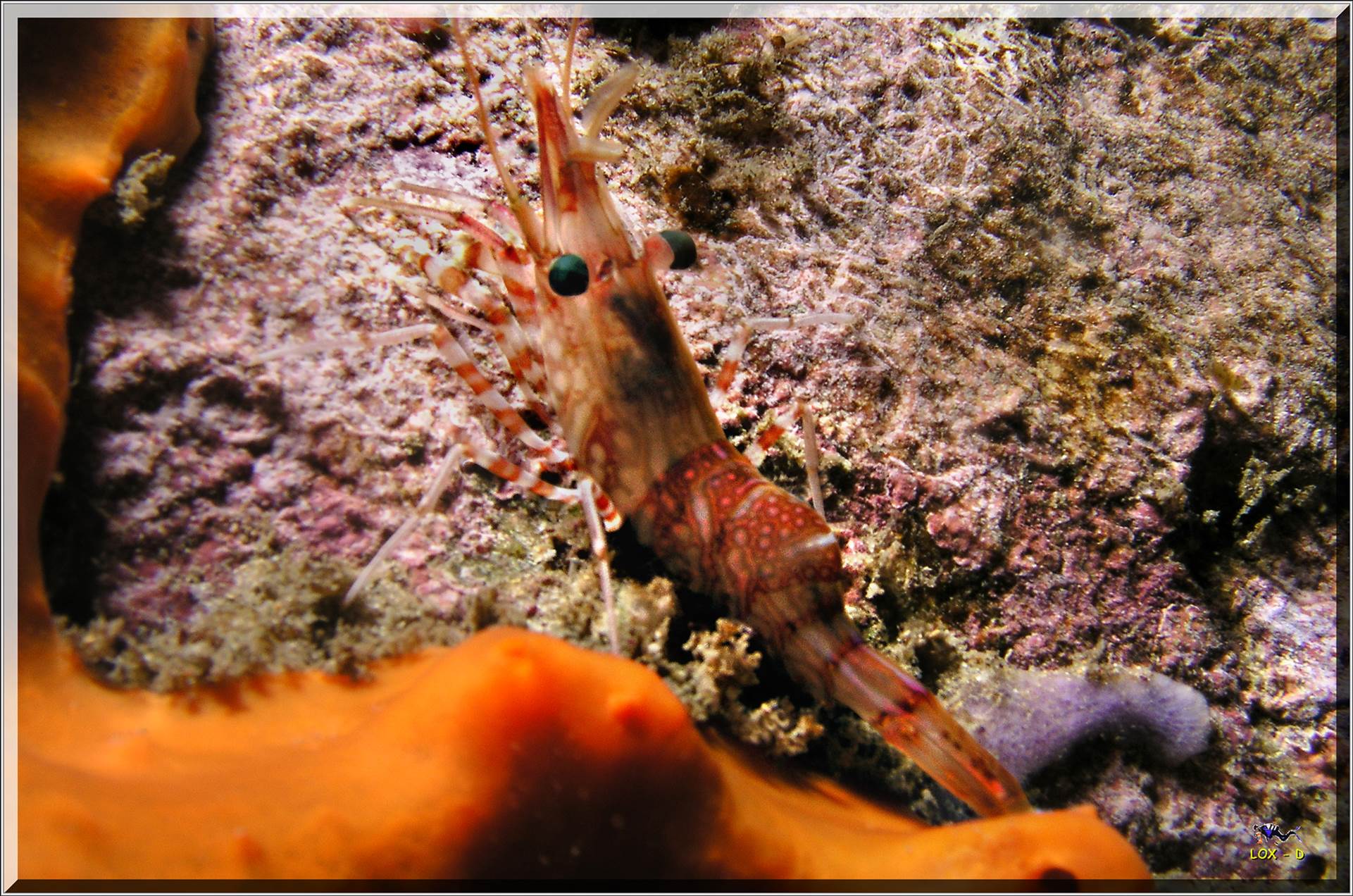 LoxPix Sub-Aqua Image