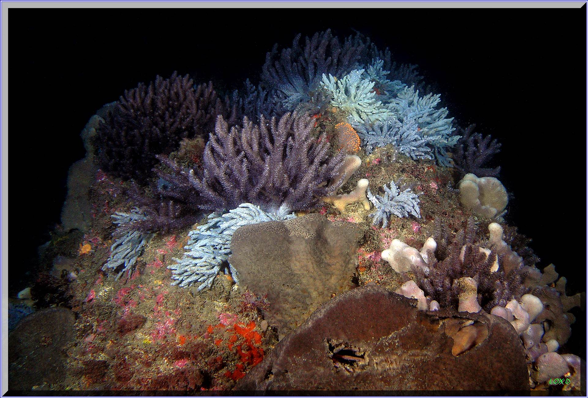 LoxPix Sub-Aqua Image