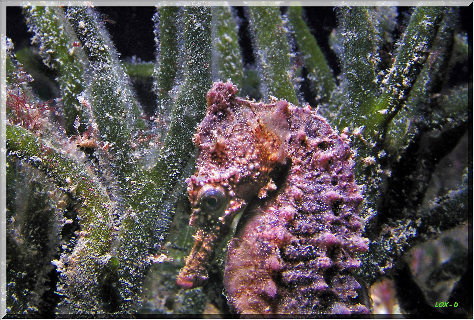 LoxPix Sub-Aqua Image
