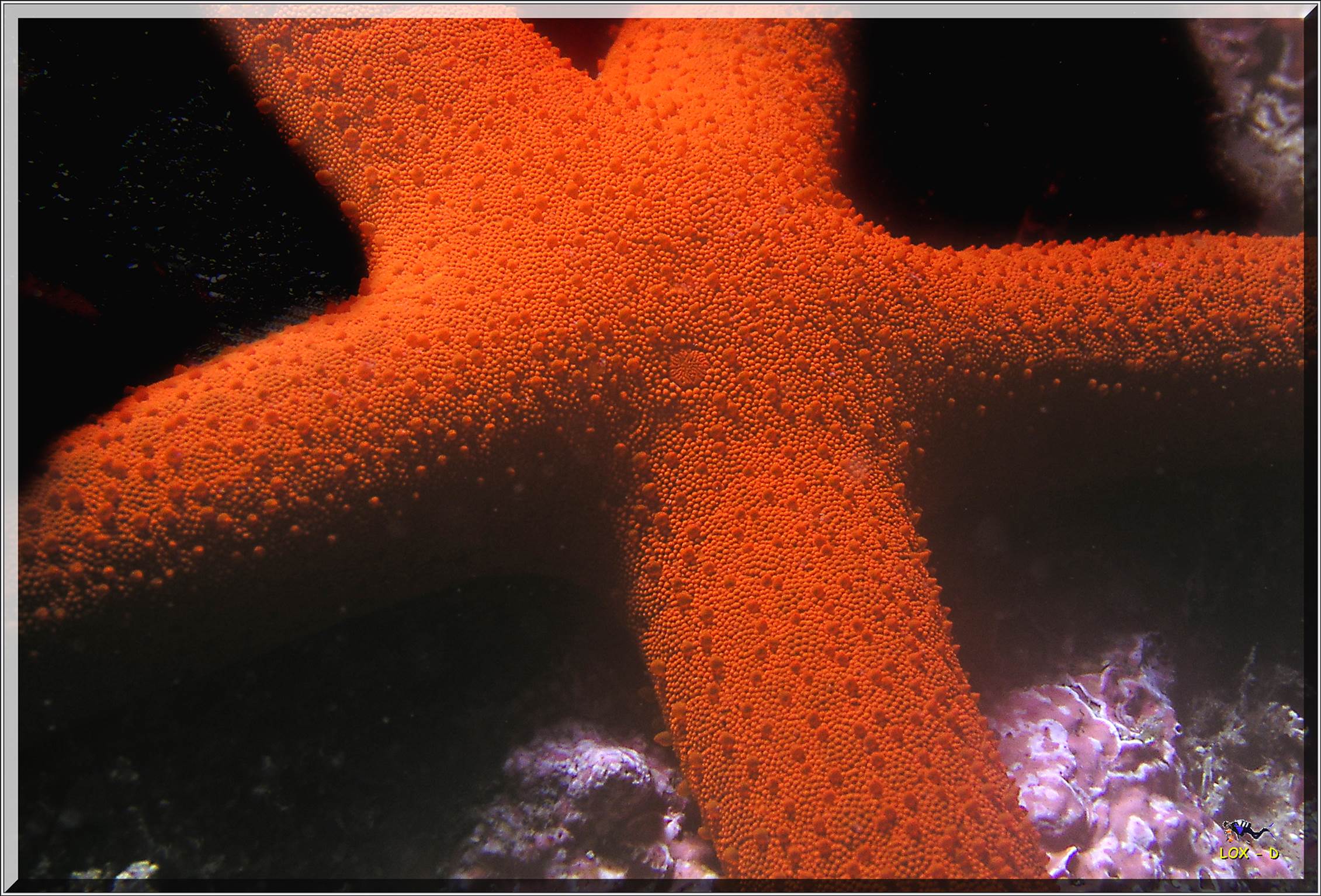 LoxPix Sub-Aqua Image