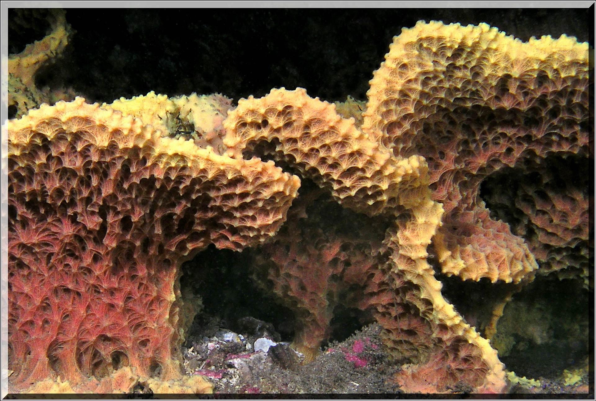 LoxPix Sub-Aqua Image