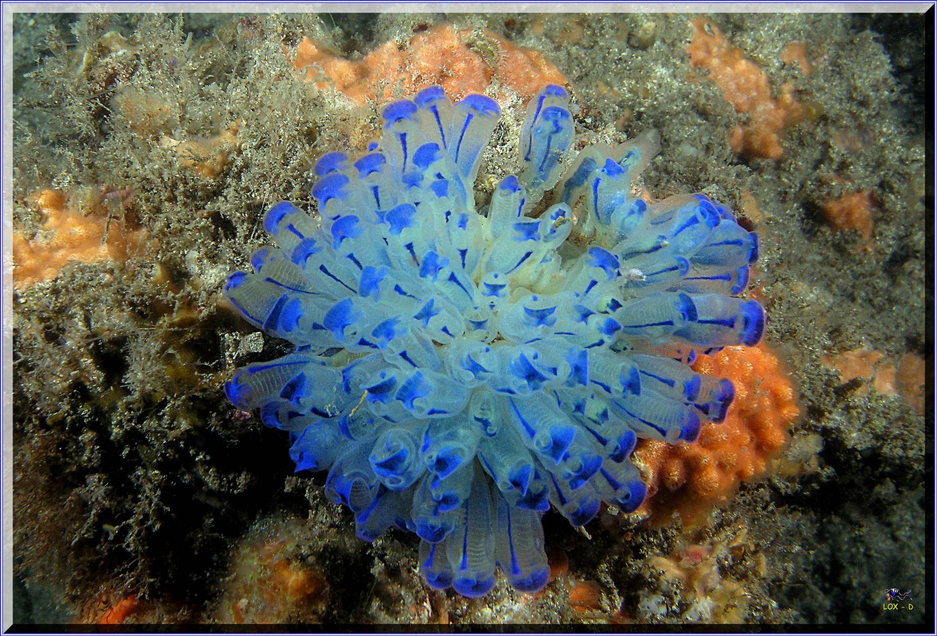LoxPix Sub-Aqua Image