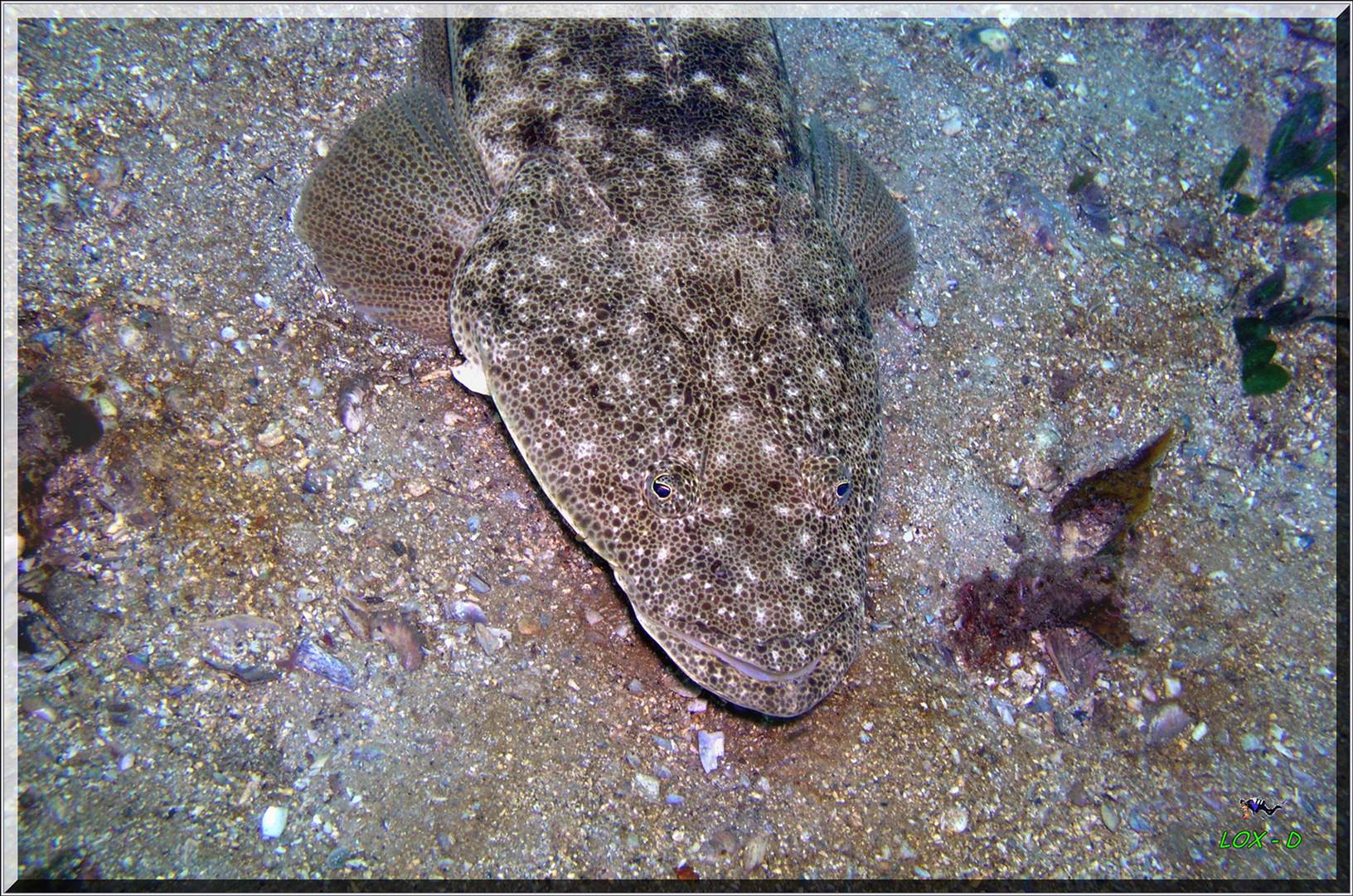 LoxPix Sub-Aqua Image