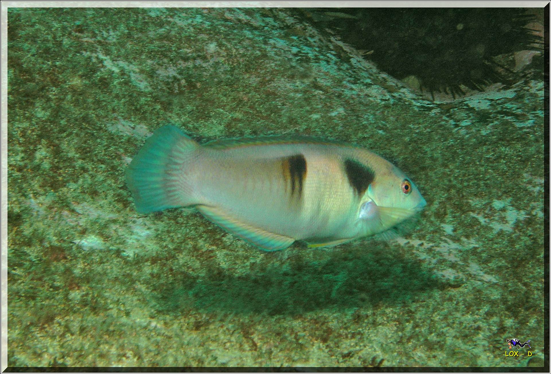 LoxPix Sub-Aqua Image