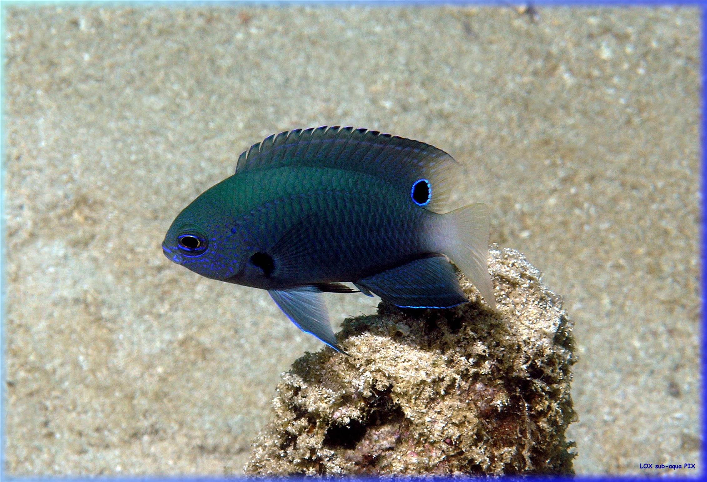 LoxPix Sub-Aqua Image