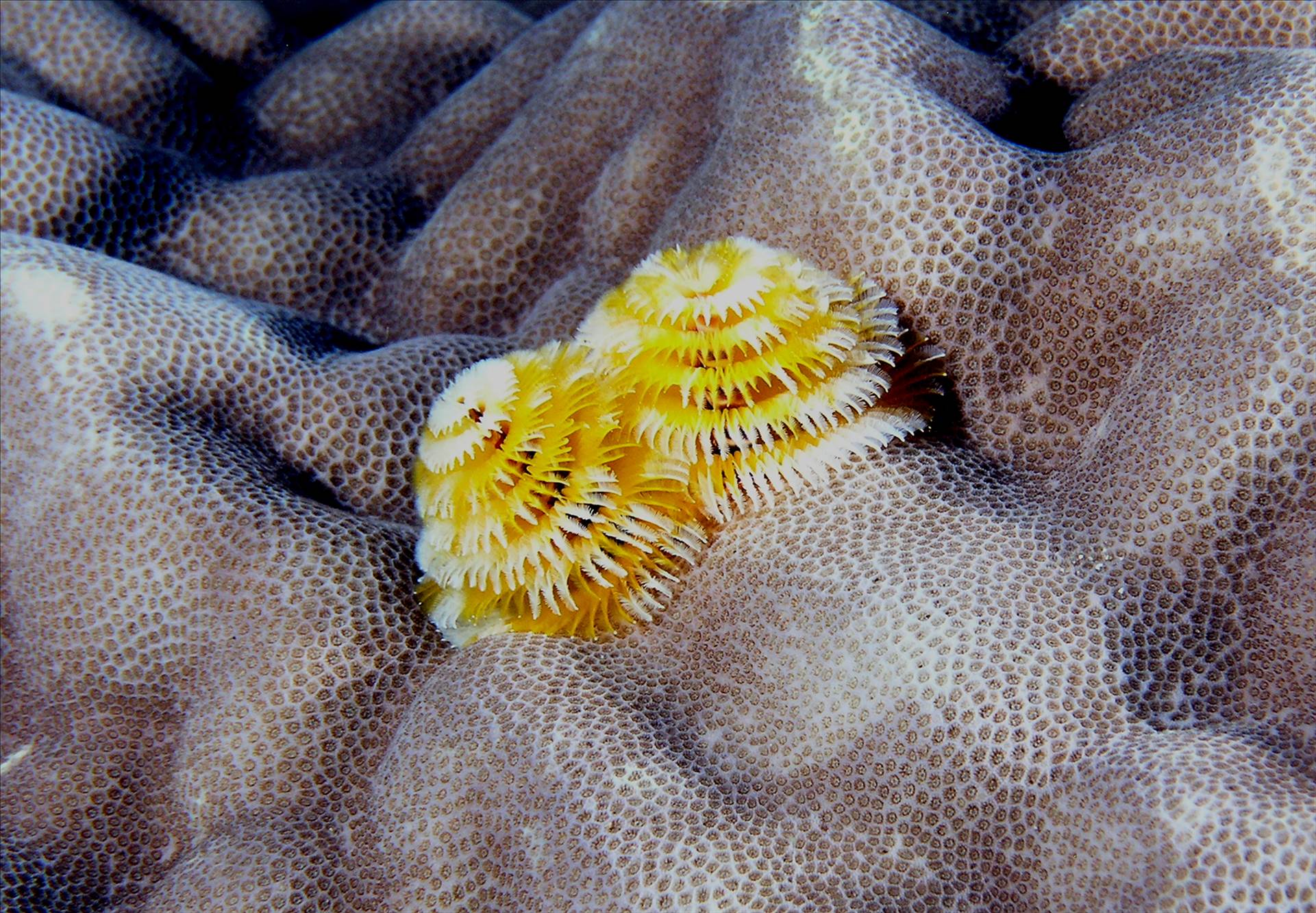 LoxPix Sub-Aqua Image