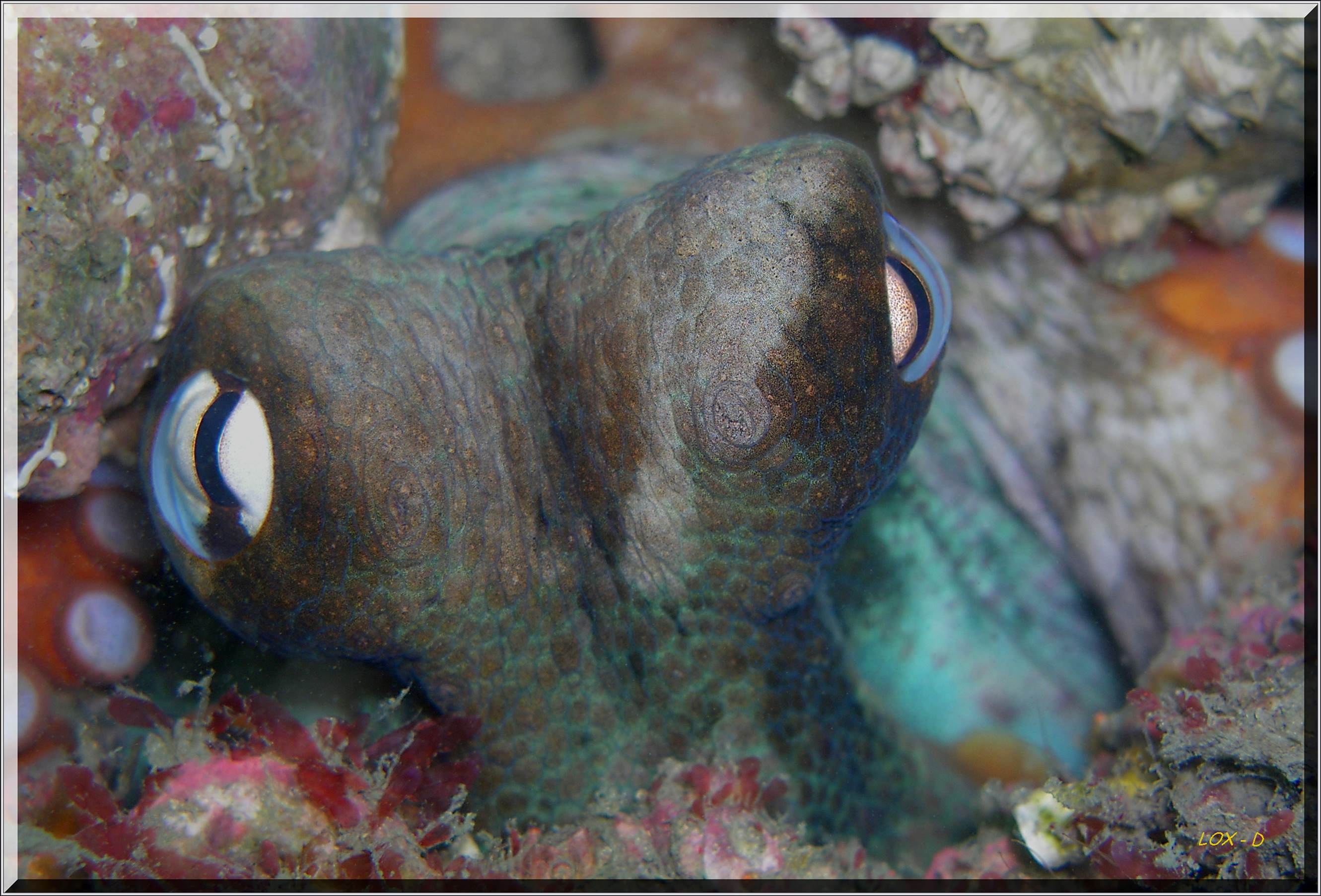 LoxPix Sub-Aqua Image