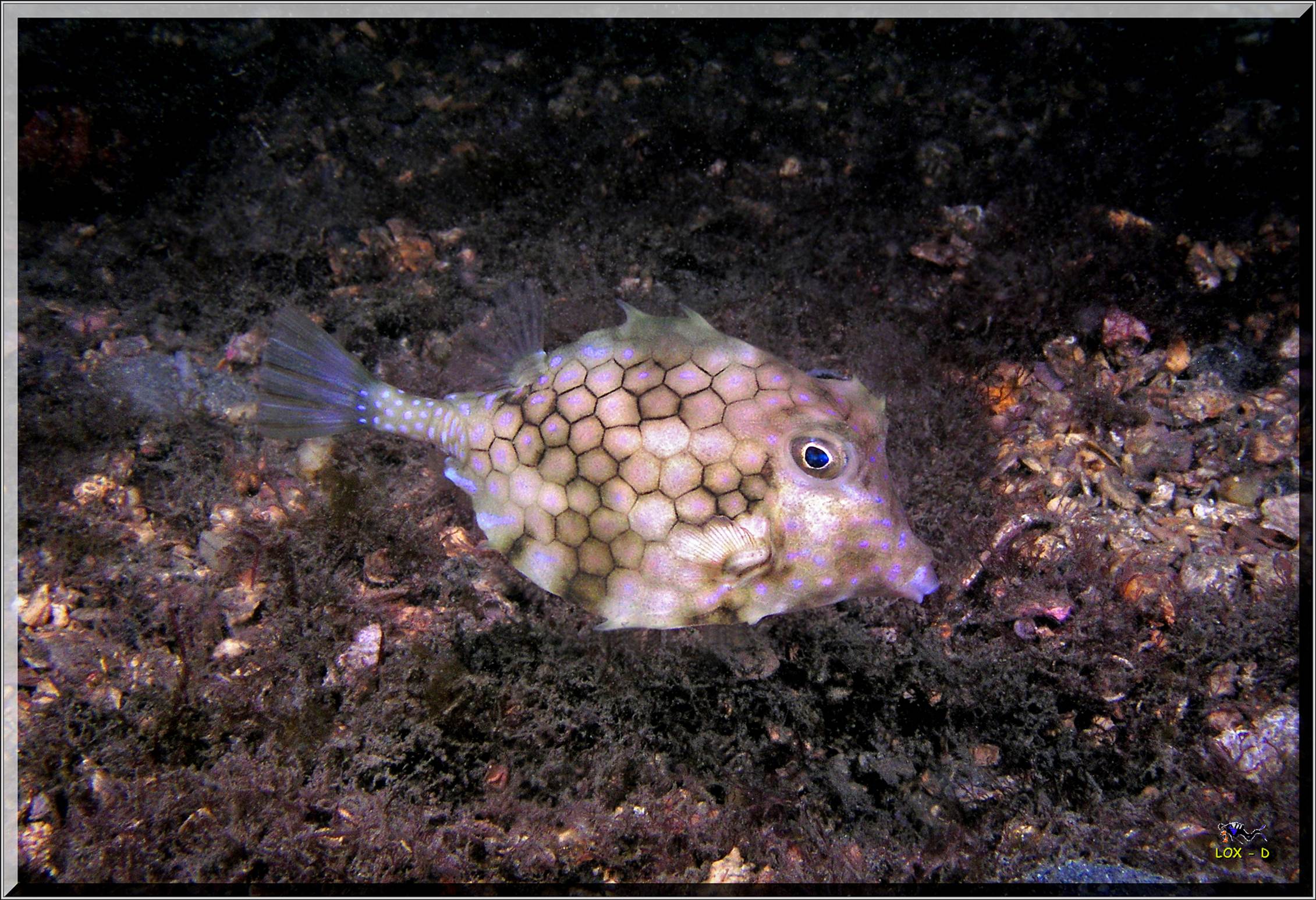 LoxPix Sub-Aqua Image