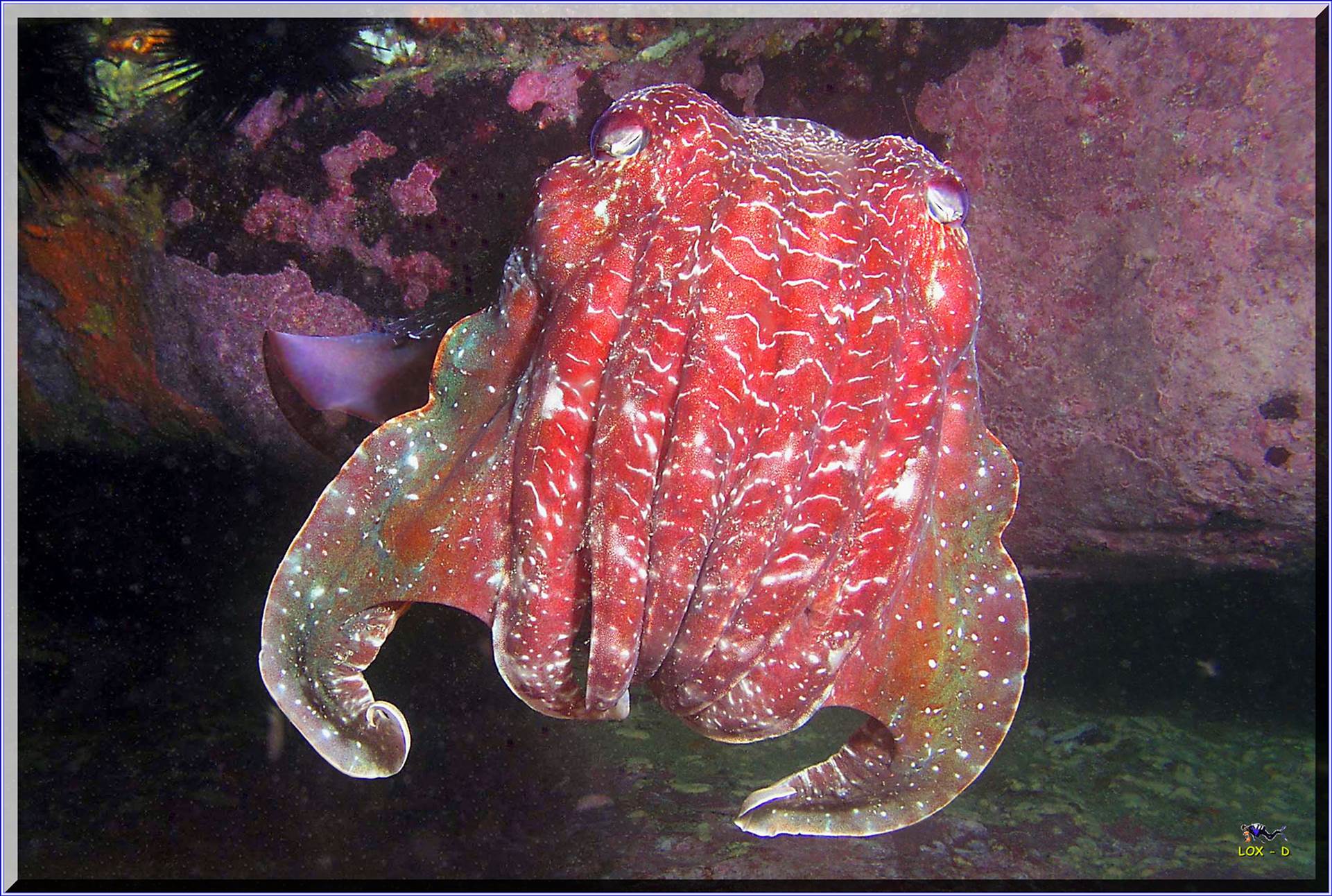 LoxPix Sub-Aqua Image