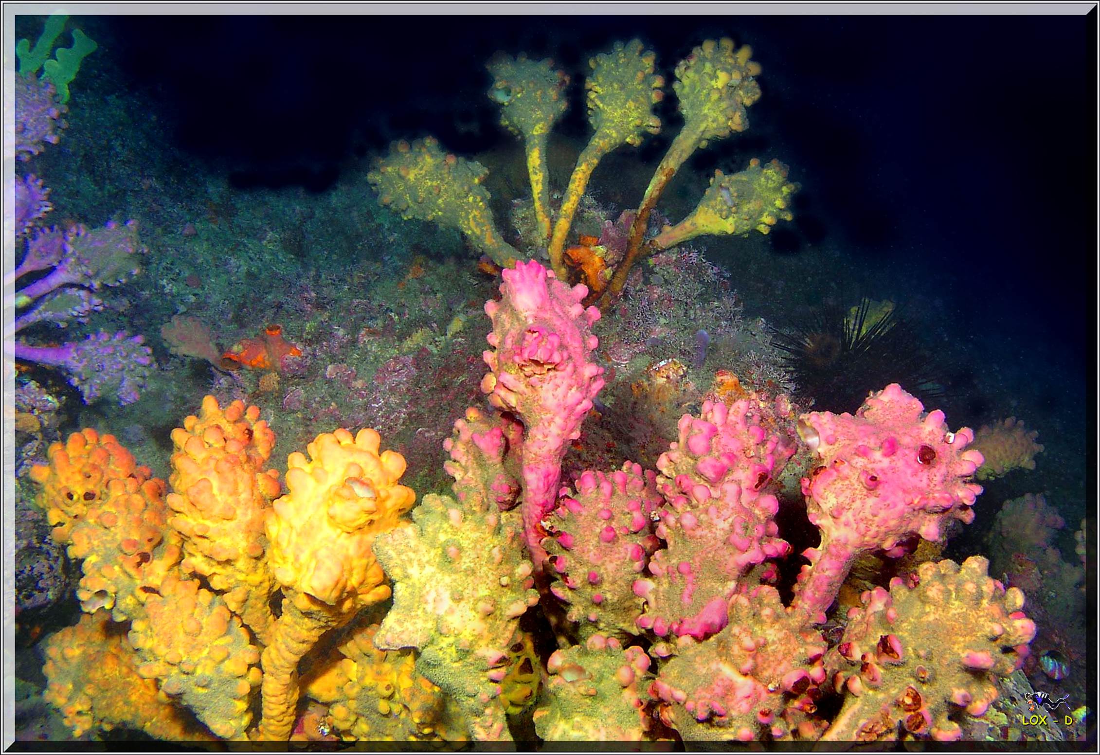 LoxPix Sub-Aqua Image