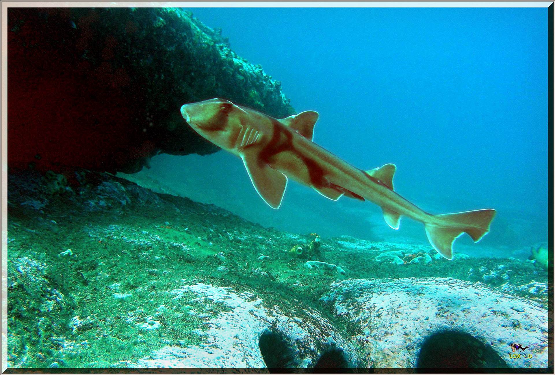 LoxPix Sub-Aqua Image