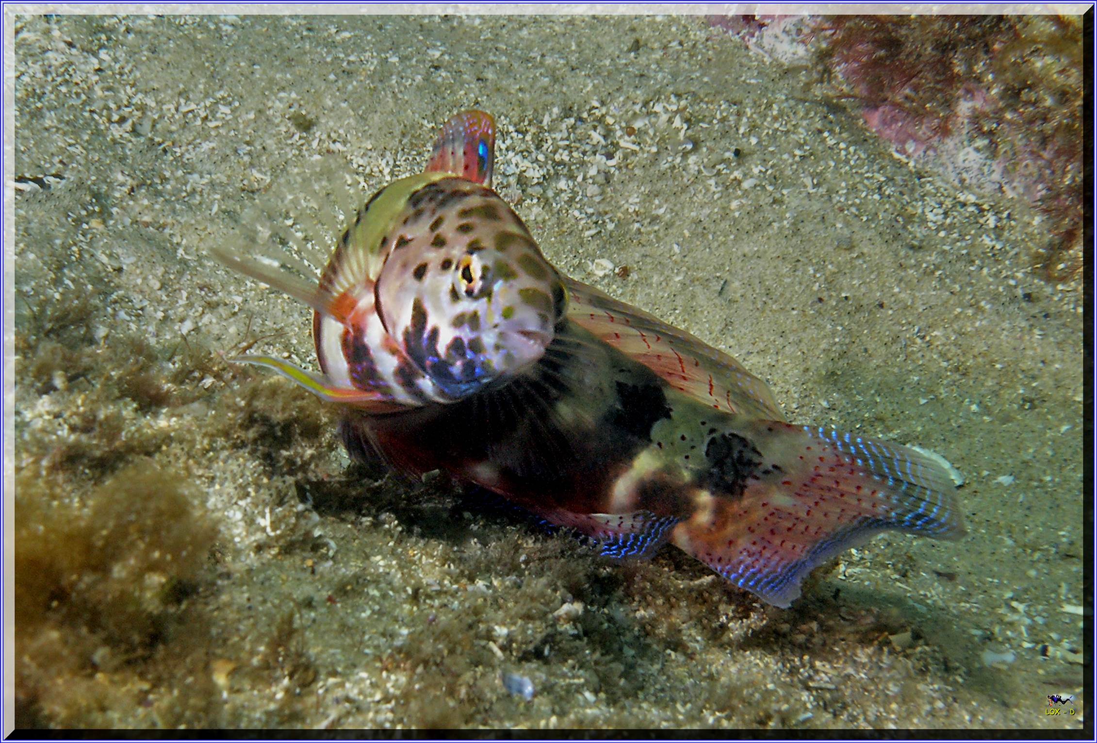 LoxPix Sub-Aqua Image