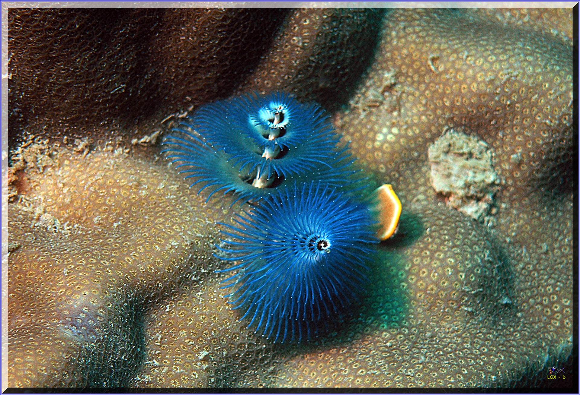 LoxPix Sub-Aqua Image
