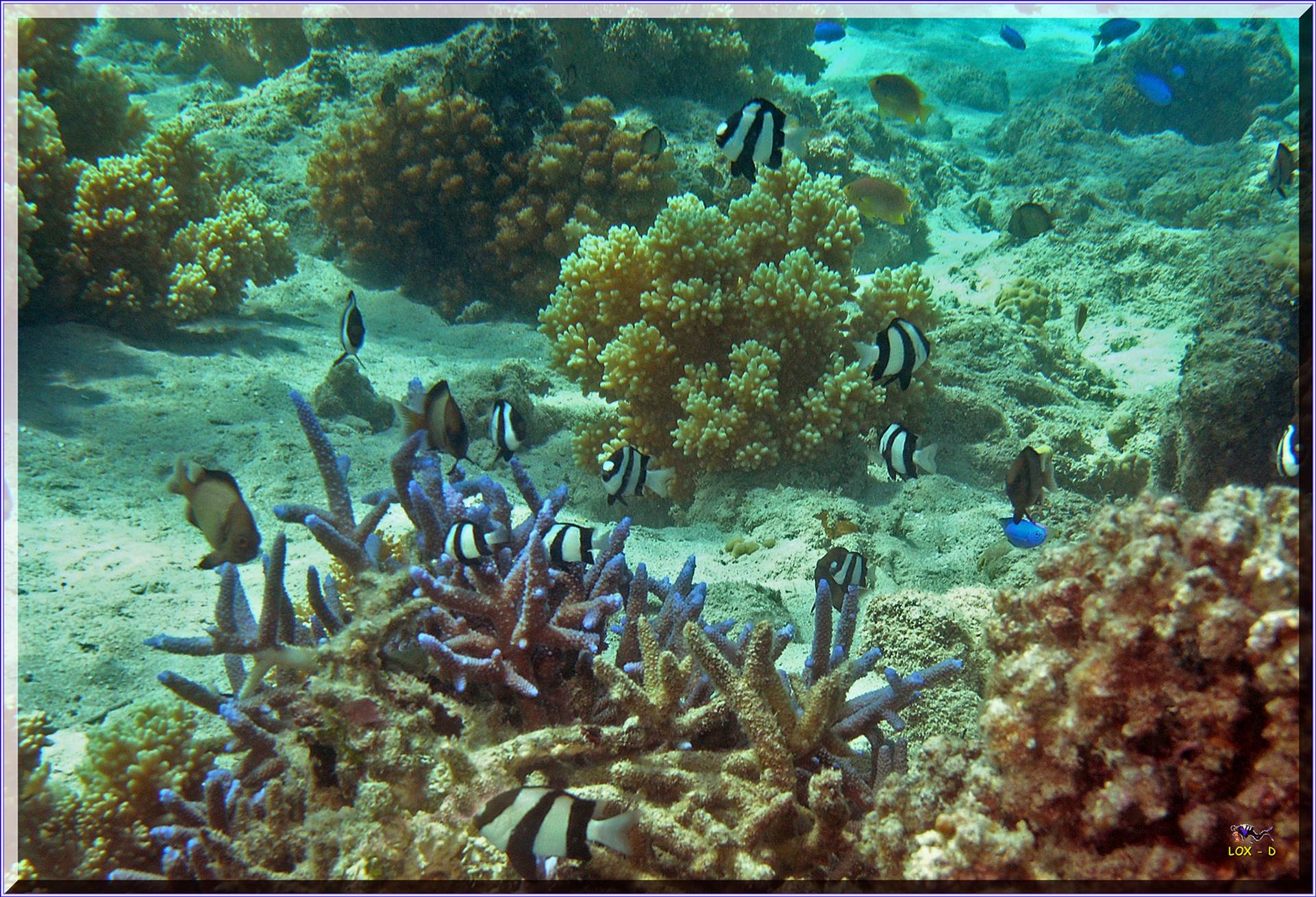 LoxPix Sub-Aqua Image