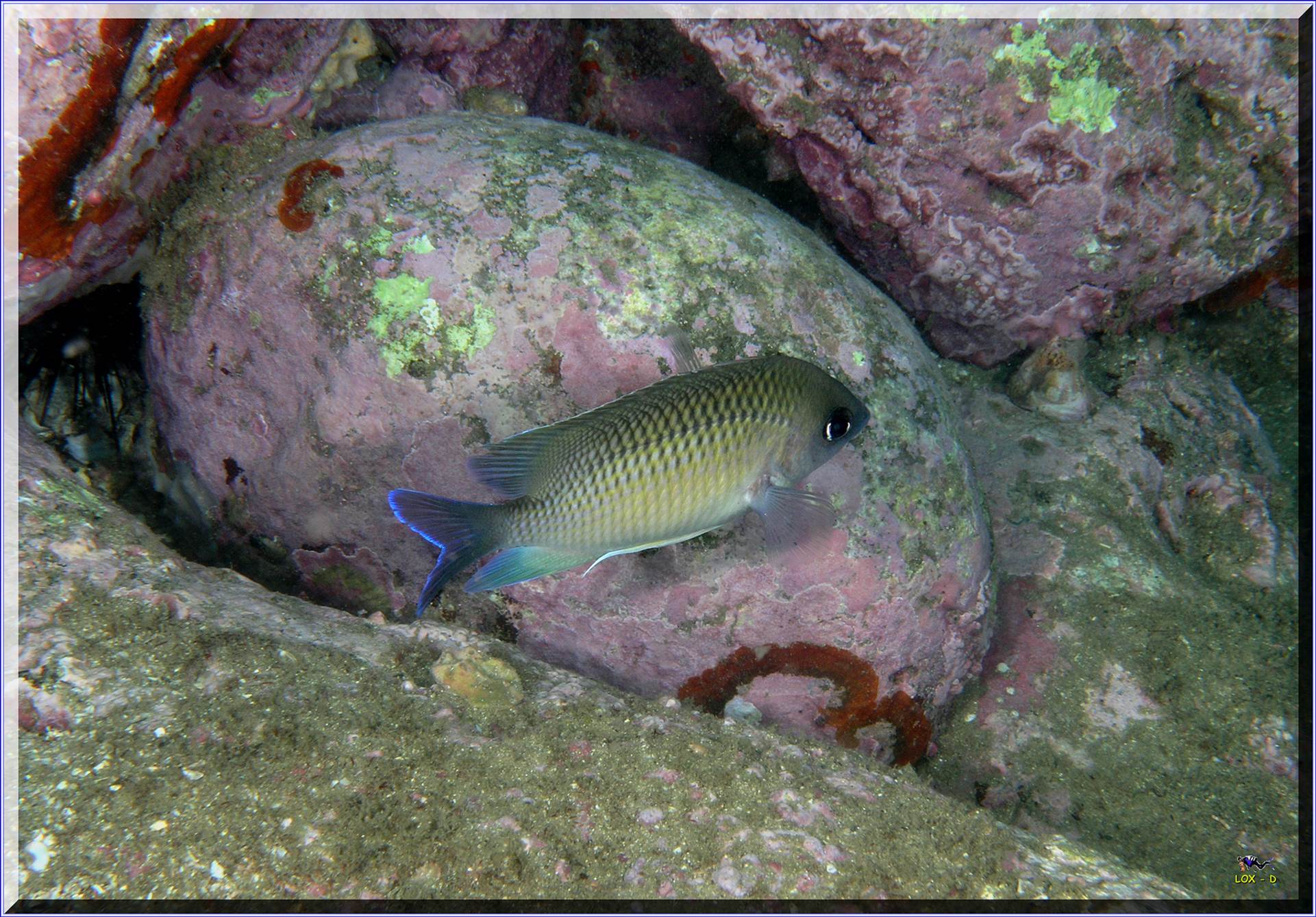 LoxPix Sub-Aqua Image