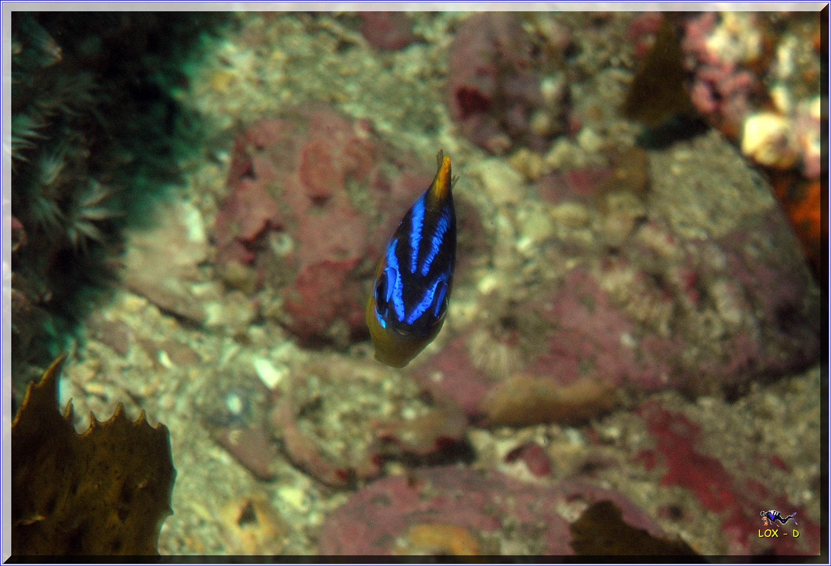 LoxPix Sub-Aqua Image
